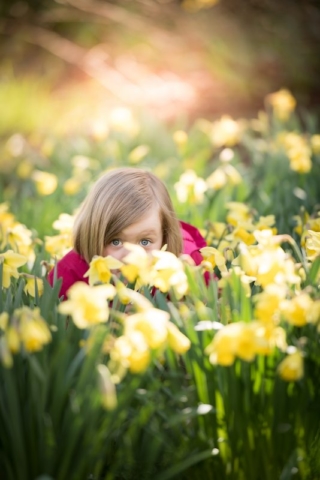 Family photographer Edinburgh - little girl with blonde hair and blue eye sitting in daffodil field peeking through the flowers
