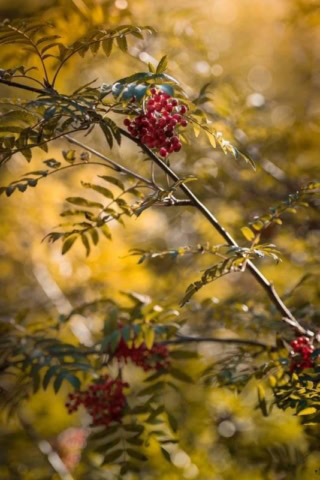 Rowan Tree at Glen Nevis