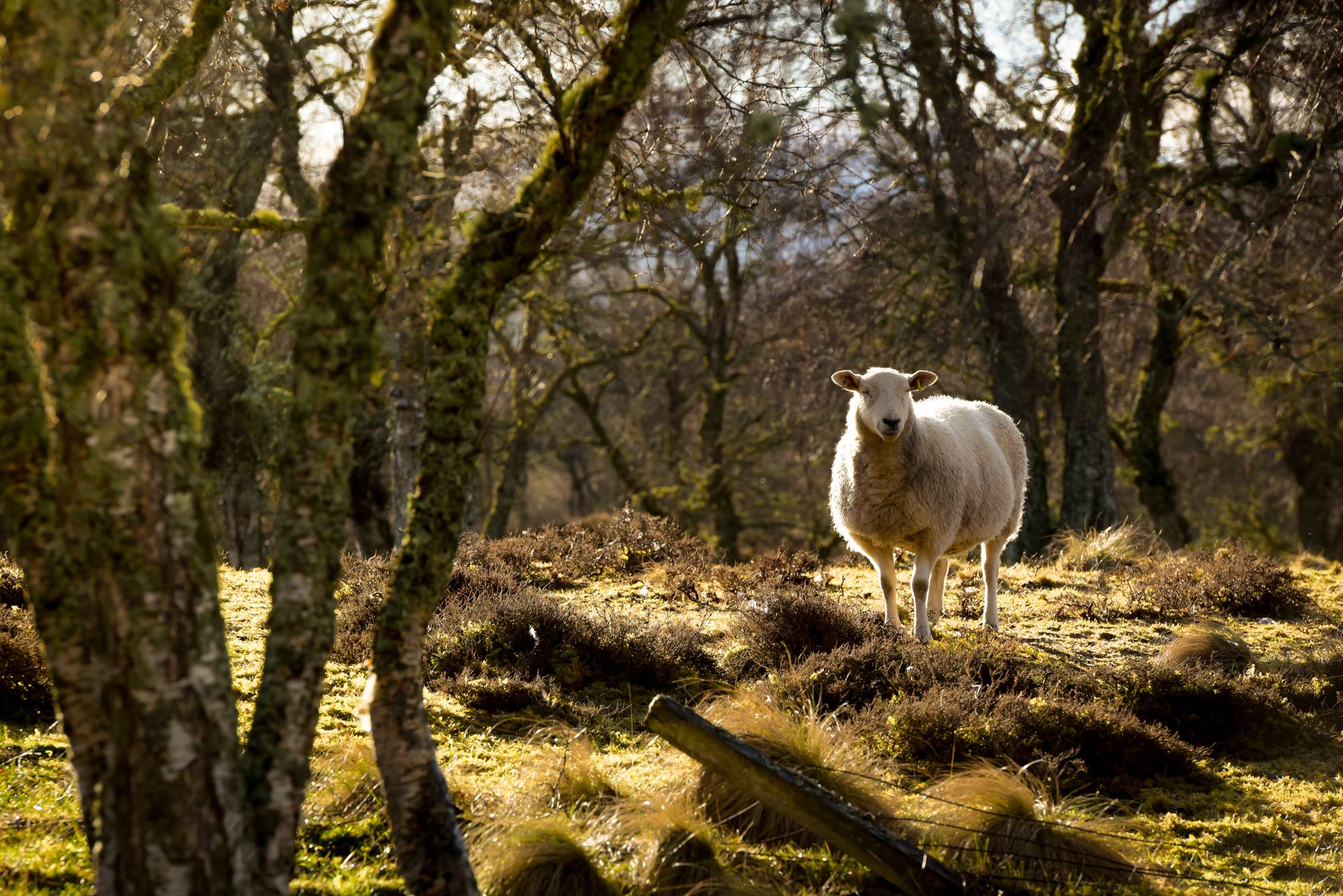 sheep in the birch woods