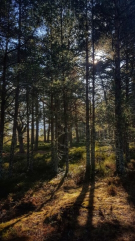 Pine forest at Drumguish, near Kingussie, Badenoch, Inverness-shire, Highlands of Scotland