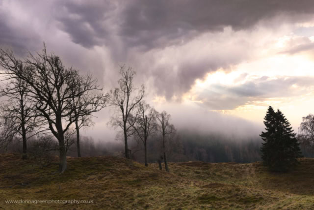 Winter trees and misty sky between Insh and Glen Feshie, Inverness-shire, Highlands of Scotland