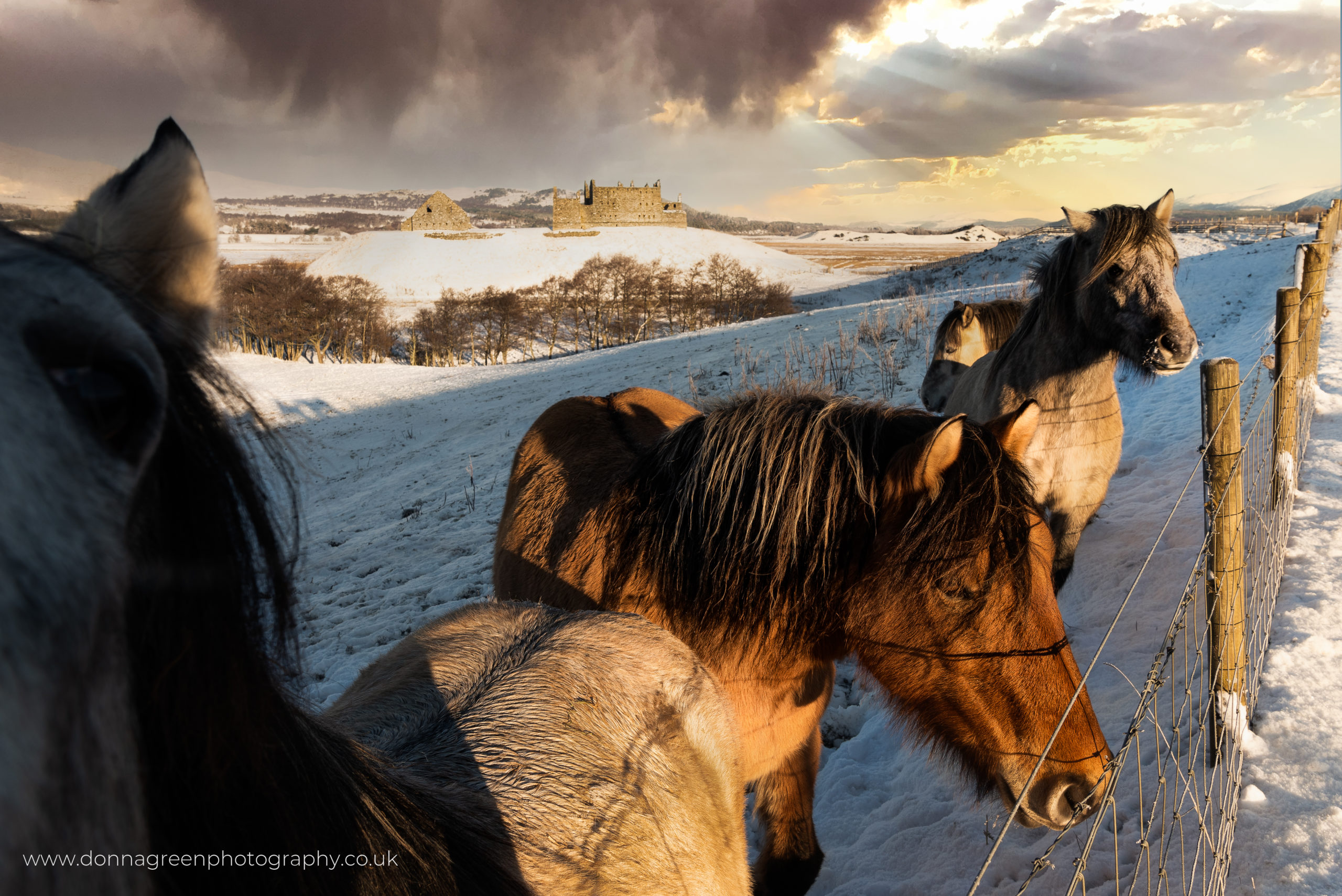Horses at Ruthven Barracks, Kingussie, Inverness-shire, Highlands of Scotland