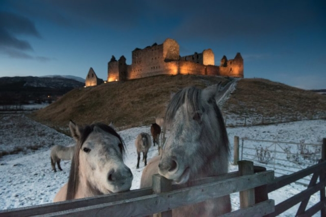 Horses at dusk in front of Ruthven Barracks, Kingussie, Inverness-shire, Highlands of Scotland