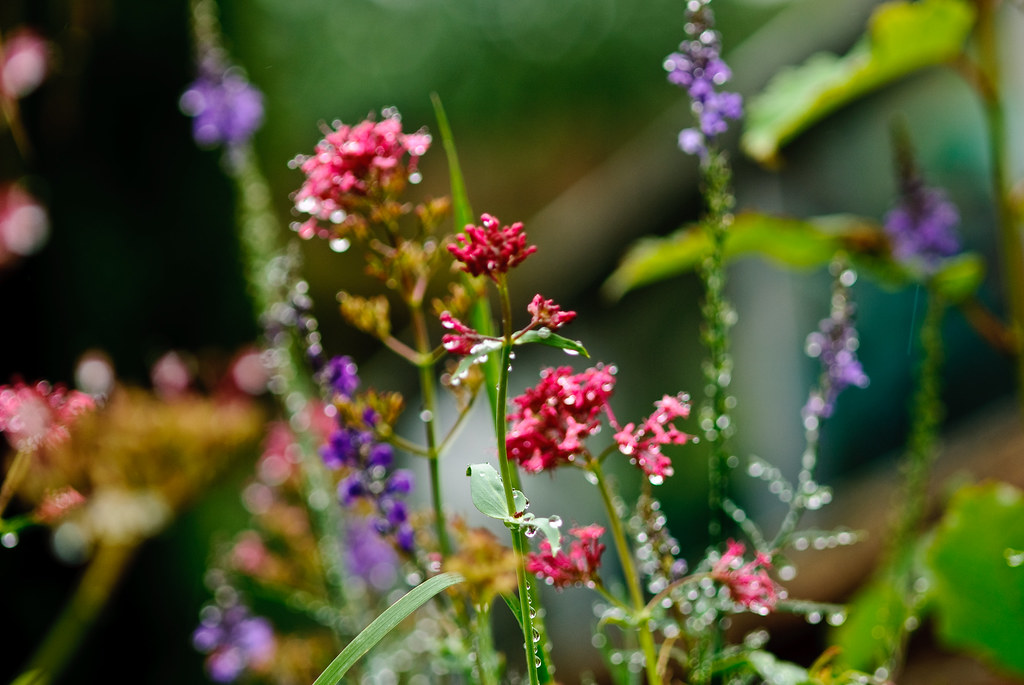 Wild flowers in garden - brand photography Scotland