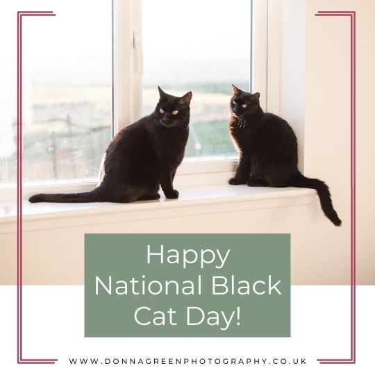 Awareness days in your marketing - national black cat day